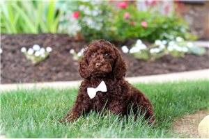 Mason - Cockapoo for sale