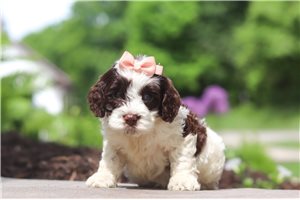 Mara - Cockapoo for sale