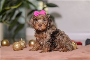 Vanessa - Cockapoo for sale