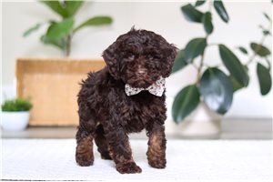 Wendi - Cockapoo for sale
