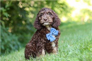 Michael - Cockapoo for sale