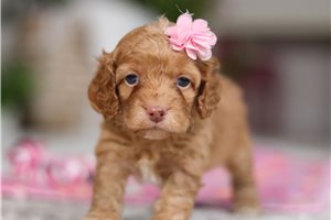 Dynasty - puppy for sale