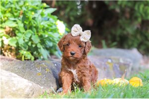 Monica - Cockapoo for sale
