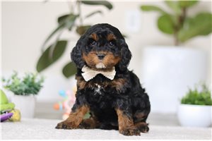 Delaney - Cockapoo for sale