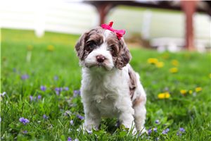 Bree - puppy for sale