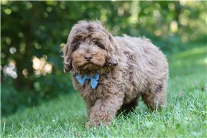 Hero - Cockapoo for sale