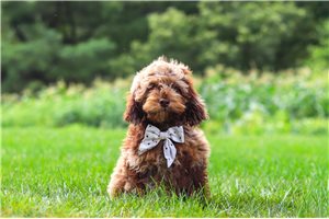 Martin - Cockapoo for sale