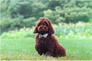 Mason - Cockapoo for sale