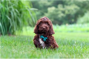 Matt - Cockapoo for sale