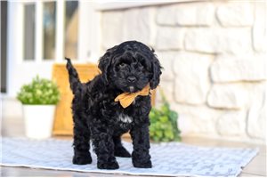 Tuck - Cockapoo for sale