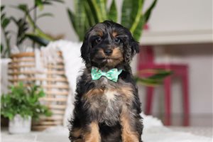 Alexander - Cockapoo for sale