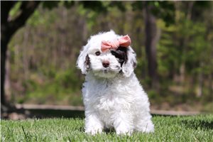 Birdie - Cockapoo for sale