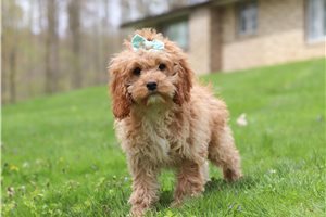 Tilly - Cockapoo for sale