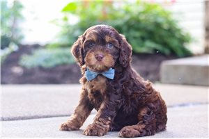 Benson - puppy for sale