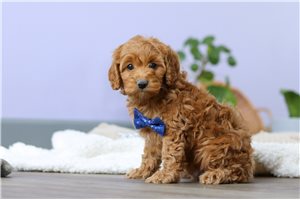 Cedric - Cockapoo for sale