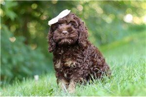 Heather - Cockapoo for sale