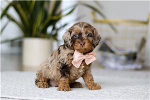 Wren - Cockapoo for sale