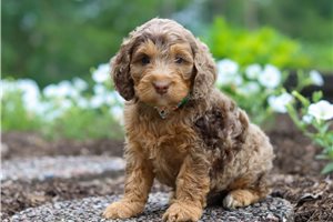 Hank - Cockapoo for sale