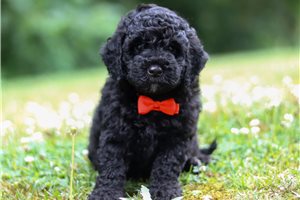 Jenson - Cockapoo for sale