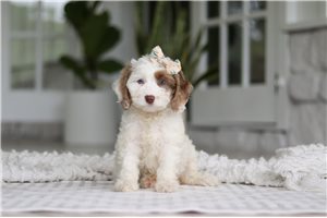 Delilah - Cockapoo for sale