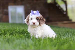 Delilah - Cockapoo for sale