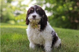 Ewan - Cockapoo for sale