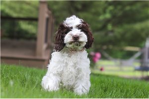 Bubbles - Cockapoo for sale