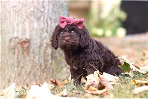 Elena - Cockapoo for sale