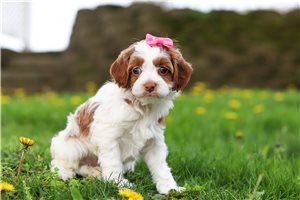 Cami - puppy for sale