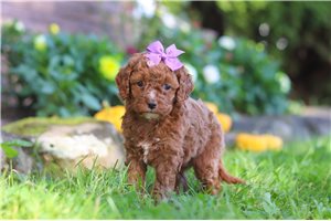 Miriam - Cockapoo for sale