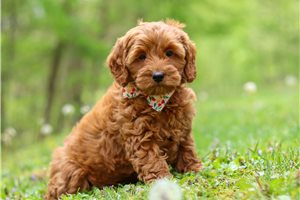 Jynx - Cockapoo for sale