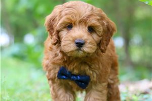 Gray - Cockapoo for sale