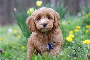 Gerald - Cockapoo for sale