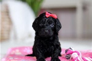 Delaney - puppy for sale