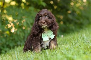 Hendrix - puppy for sale