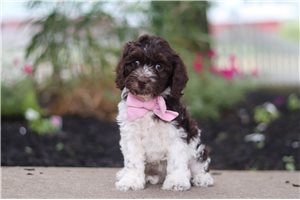 Larosa - puppy for sale