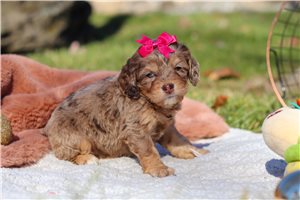 Maryanne - Cockapoo for sale