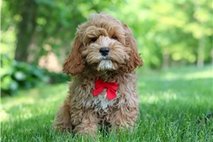 Gordan - Cockapoo for sale