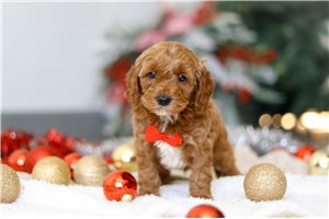 Sylvester - Cockapoo for sale