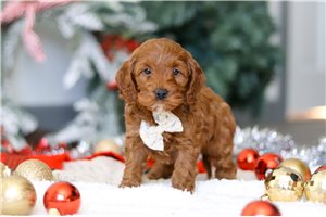 Samson - Cockapoo for sale