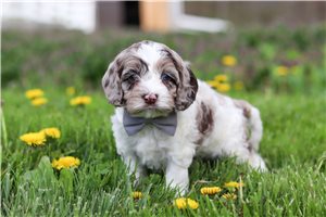 Bodie - puppy for sale