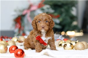 Sonic - Cockapoo for sale