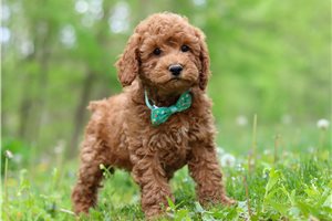Jiminy - Cockapoo for sale