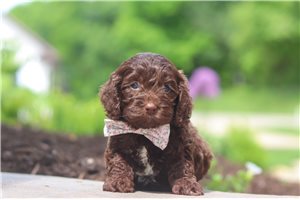 Mandy - Cockapoo for sale