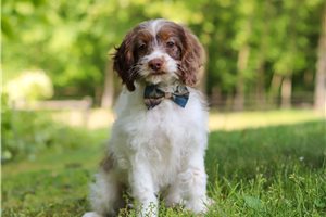 Hillary - Cockapoo for sale