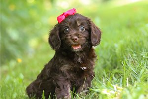 Madison - Cockapoo for sale