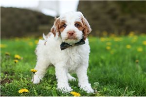 Charlie - puppy for sale