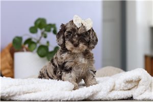 Blakely - Cockapoo for sale