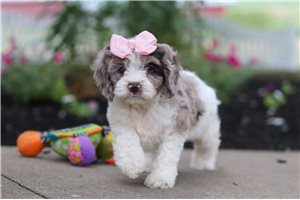 Lassie - Cockapoo for sale