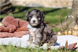 Percival - puppy for sale